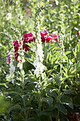 Eingerichteter Sommer-Landgarten