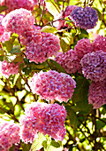 Nahaufnahme einer rosa Hortensie im sonnigen Garten, Evershot, Dorset, Kent, UK