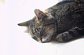 Tabby cat asleep