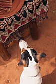 Fred's dog a Jack Russell in the Tswalu Kalahari Game Reserve in South Africa