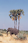 Ein einsamer afrikanischer Elefant im Krüger-Nationalpark