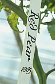 Handgeschriebenes Etikett von Red Pear mit Tomatenstängel