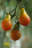 Red Pear variety of tomato on vine