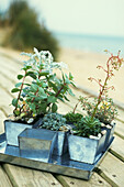 Alpine plants in galvanised metal pots on wooden decking in a coastal garden
