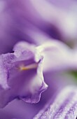 Soft focus of purple Jacaranda flower