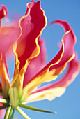 Glory Lily (Gloriosa superba 'Rothschildiana')