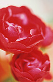 Deep pink noisette double rose