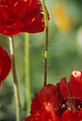 The red semi-double Anenome coronaria St Brigid