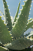 Sword-shaped grey-green leaves with spined margins of Aloe cactus
