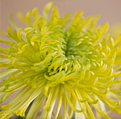 Close up of a double spider-form yellow Chrysanthemum