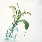 White bells of Lily-of-the-valley in glass jar