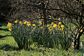 Clumps of yellow narcissi in early spring garden