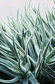 Sword like leaves of silver green Aloes