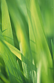 Close up of grasses at Hanbury Gardens near Ventimiglia, Italy