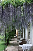Outdoors tables and chairs under hanging purple flowers