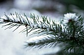 Close up of fir branch covered with snow