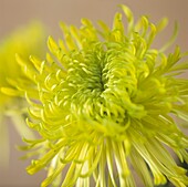 Light green flower head