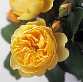 Close up of yellow flower head