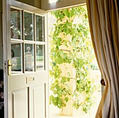 Curtained back door open with climbing plant in sunlight