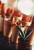 Line of small terracotta flower pots filled with coloured pencils in front of spiky cactus in flower