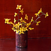 Forsythia (Anticipation Expectation)