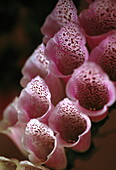 Foxglove (Insincerity Self-ambition)