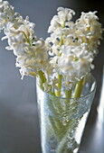 White hyacinths (Beauty Constancy)
