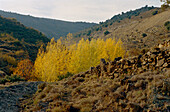 Felsige Herbstlandschaft im Alhama-Tal in Andalusien