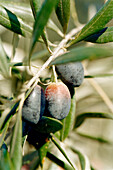 Reifende Oliven in der Landschaft um Córdoba