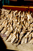 Fresh sardines on ice in the Mercado Central in Valencia