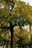 Orange trees bearing fruit Valencia