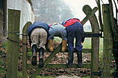 Kids on farmyard gate in the countryside