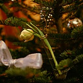 Single stem flower hangs on Christmas tree