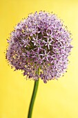 Nahaufnahme einer Blüte der Riesen-Allium (Alliums giganteum) vor gelbem Hintergrund