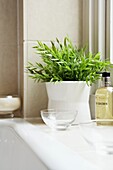 Zimmerpflanze mit Seife im Londoner Badezimmer