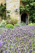 Lavender growing in walled garden