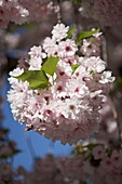 Kirschblüte (sakura) blüht in London UK