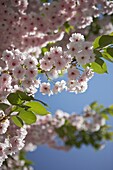 Blühende Kirschblüte (sakura) im Sonnenlicht in London UK