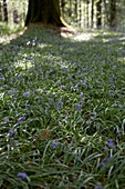 Blühende Blauglocken (Hyacinthoides non-scripta) auf Waldboden London UK