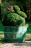 Rabbit shaped hedge