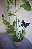 Künstliche Zimmerpflanze mit Schmetterling in einem Wohnhaus in Bordeaux, Aquitanien, Frankreich
