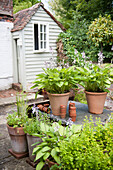 Topfpflanzen auf Terrasse mit Schuppen im Garten eines Hauses in Kent England UK