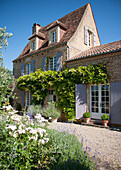 Climbing plant on exterior of tiled Dordogne farmhouse  Perigueux  France