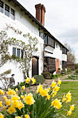 Flowering Narcissus in garden of whitewashed High Halden cottage  Kent  England  UK