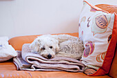 Terrier ruht auf einer gefalteten Decke in einem Haus in West Sussex, UK