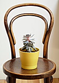 Cactus in yellow flowerpot on vintage wooden chair in London family home  England  UK