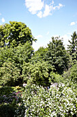 Grüner, sonnenbeschienener Garten eines Hauses in einem Londoner Vorort, England, UK