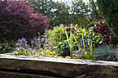 Raised timber flowerbeds in Alloa garden  Scotland  UK