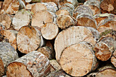 Vollbild von gefällten Bäumen in der Forstwirtschaft von Devon UK