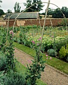 Sweet pea trellises over gravel garden path in walled garden